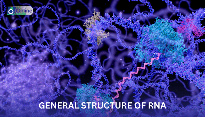 Lesson 29: General Structure of RNA